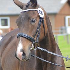 Dansk Varmblod Goodwill Future