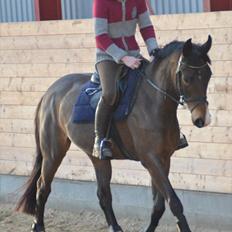 Dansk Varmblod Goodwill Future