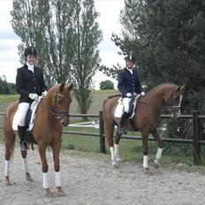 Arabisk fuldblod (OX) Saber B ox