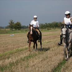 Arabisk fuldblod (OX) Saber B ox