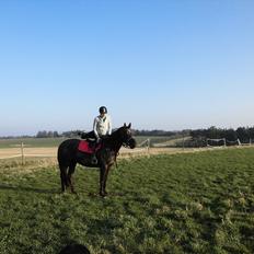 Dansk Varmblod Bakkebo´s Lucky Star