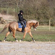 Tysk Sportspony Brisand