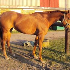 Fuldblod (XX) Rose Muwasim