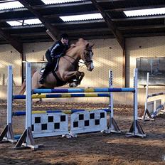 Hollandsk Sportspony Montana