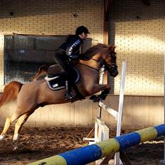 Hollandsk Sportspony Montana