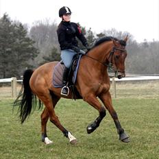 Dansk Varmblod Futura Light