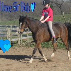 Anden særlig race Sir Bob