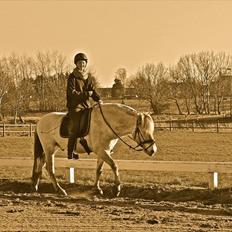 Fjordhest Trøstrupgårds Cnais - The truth<3