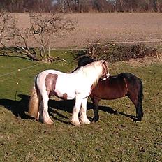 Irish Cob Jack