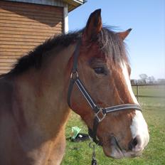 New Forest Cocio (Solgt)