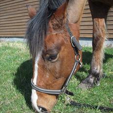 New Forest Cocio (Solgt)