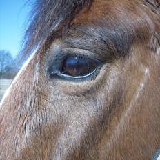 New Forest Cocio (Solgt)