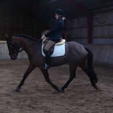 Pinto Nyøstergaards Malou