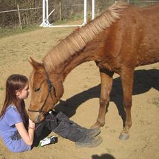 Welsh Partbred (Sec F) Sweet About Me *soulmate*