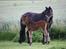 Dartmoor Cleo<3