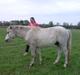 Welsh Pony (sec B) aldina