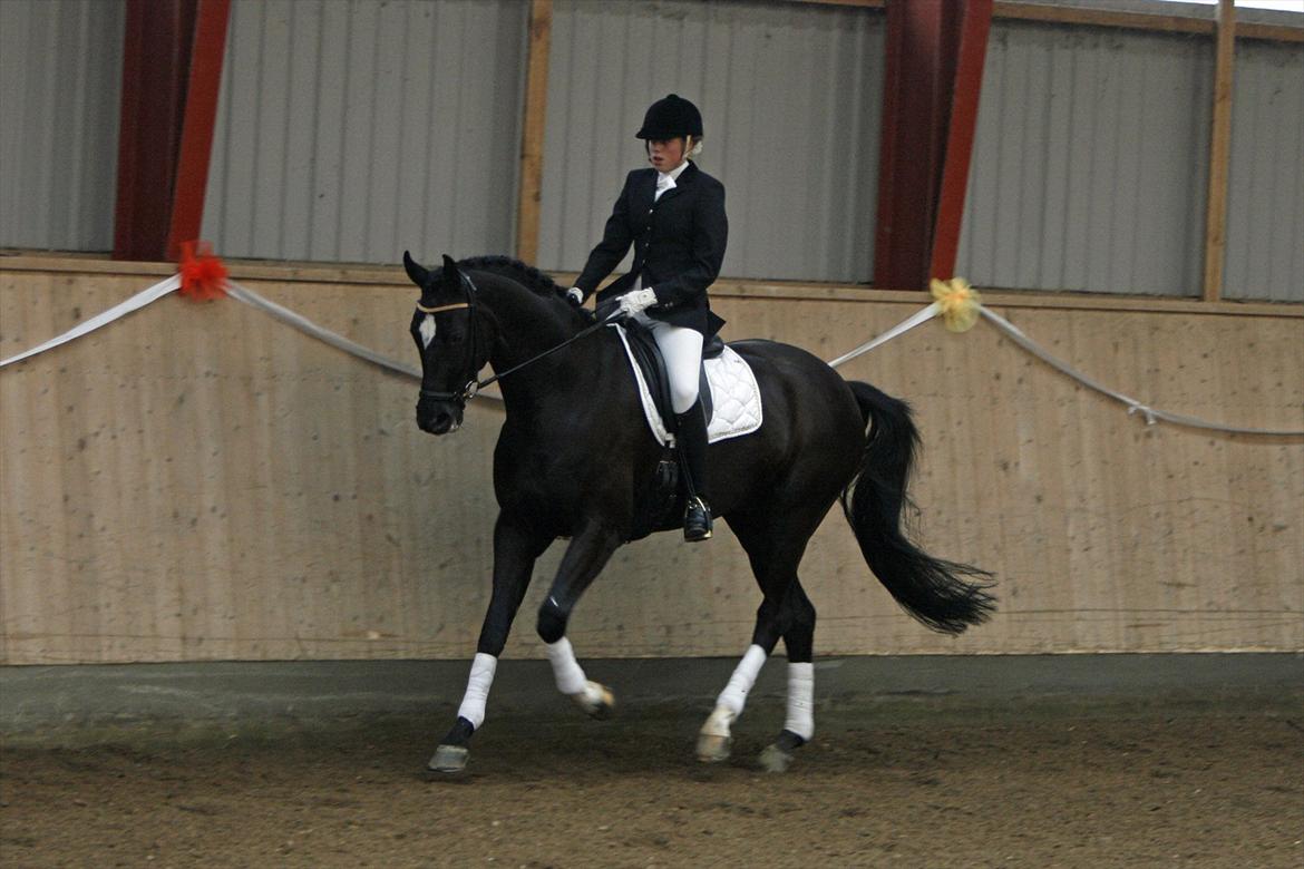 Dansk Varmblod Sandro Man - LA2 64% Foto: Sanne Svendsen billede 16