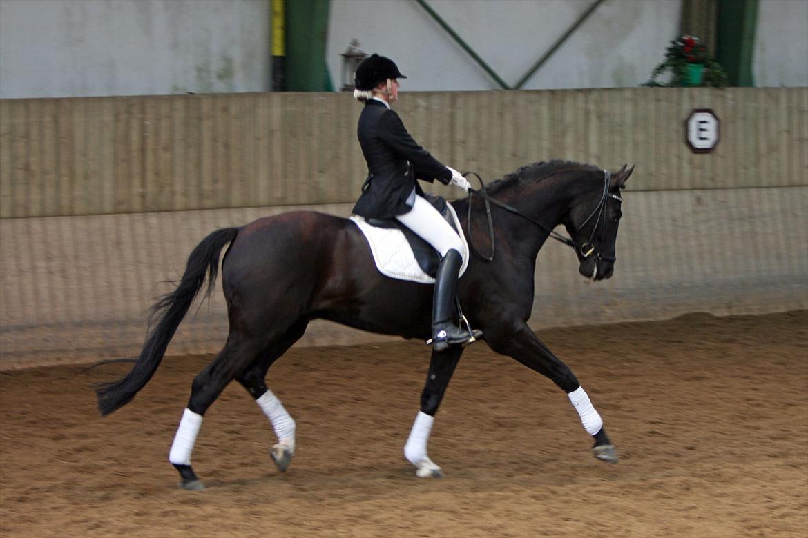 Dansk Varmblod Sandro Man - Øgning i LA1 64,7% Foto: Sanne Svendsen billede 15