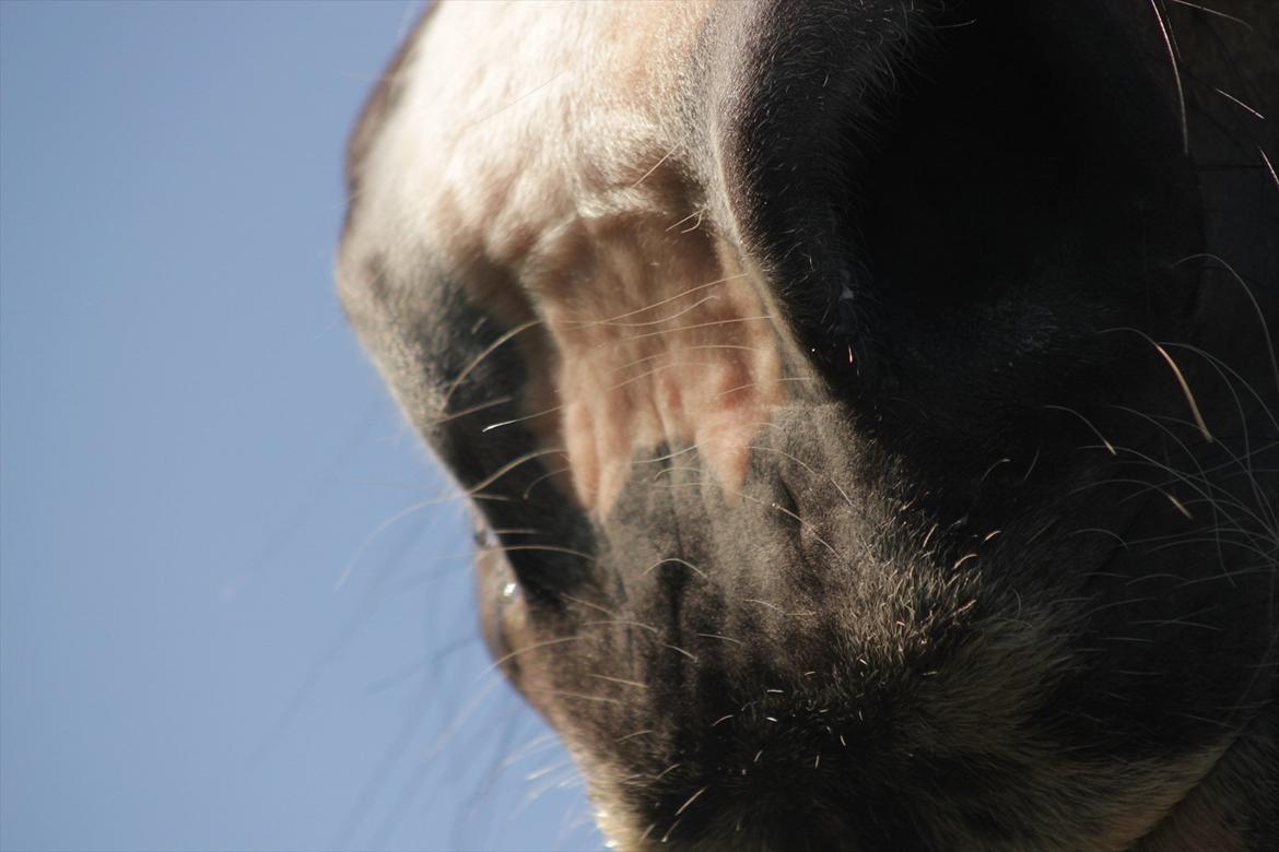 Hollandsk Varmblod Moberlina <3 Prinsessen<3 - Din mule er lige til at kysse :* Foto: Louise Pilgaard billede 19