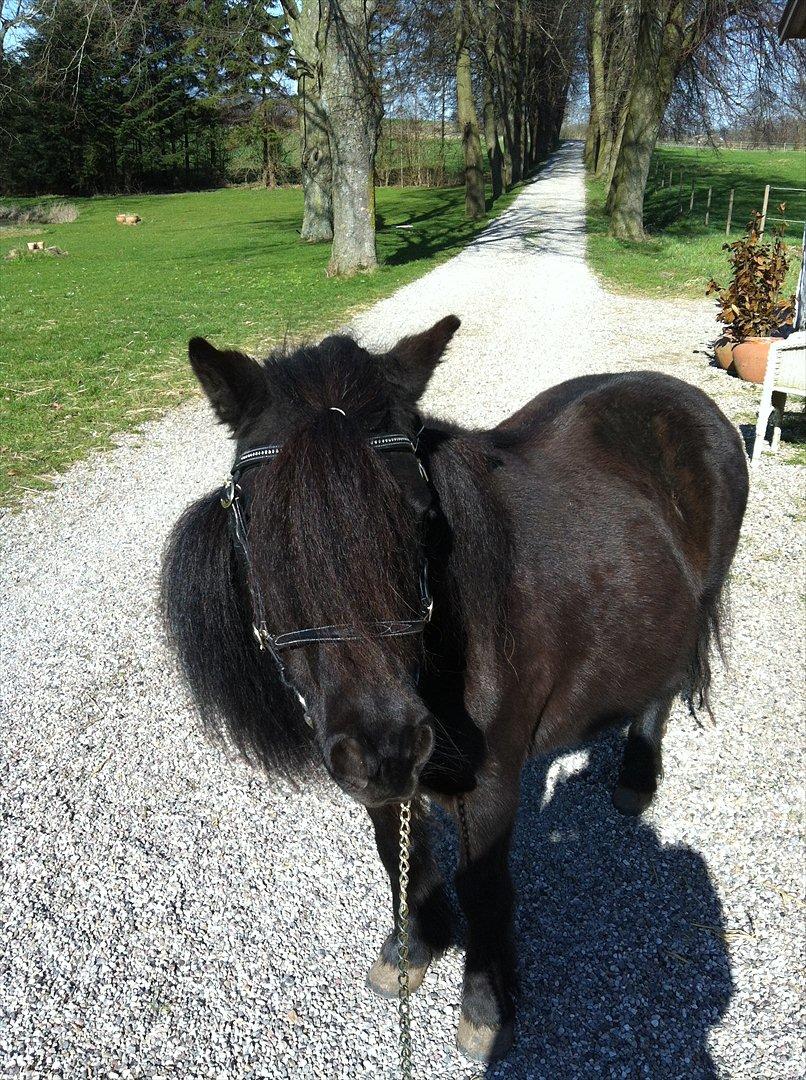 Shetlænder Mosbækmindes Jasmin - 22 marts 2012 - smukke pony <3 billede 2