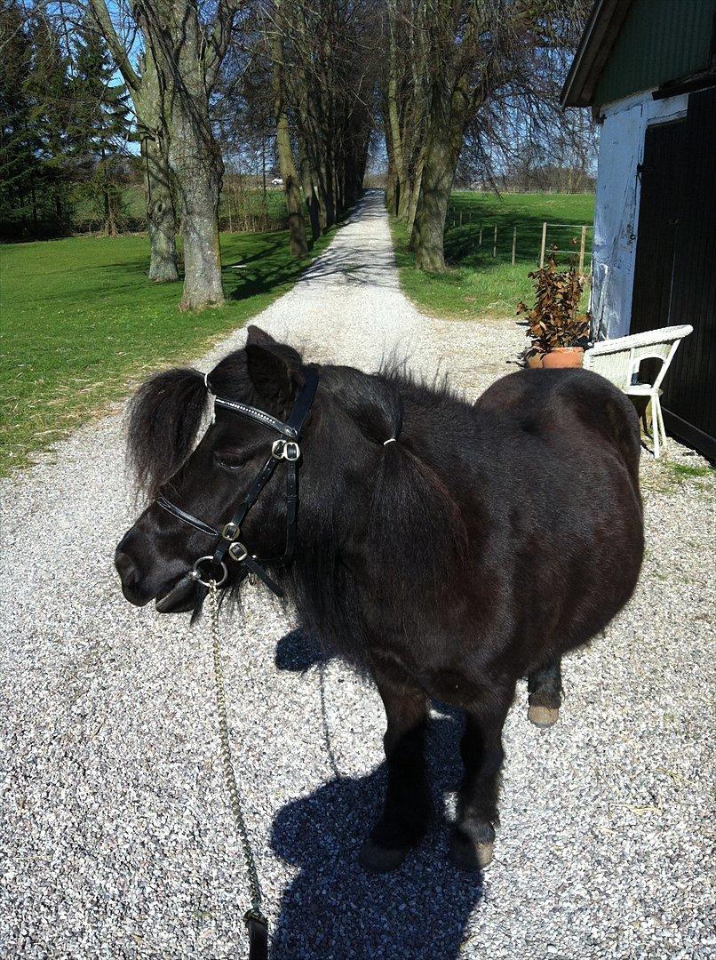 Shetlænder Mosbækmindes Jasmin - 22 marts 2012- prinsesse <3 billede 1