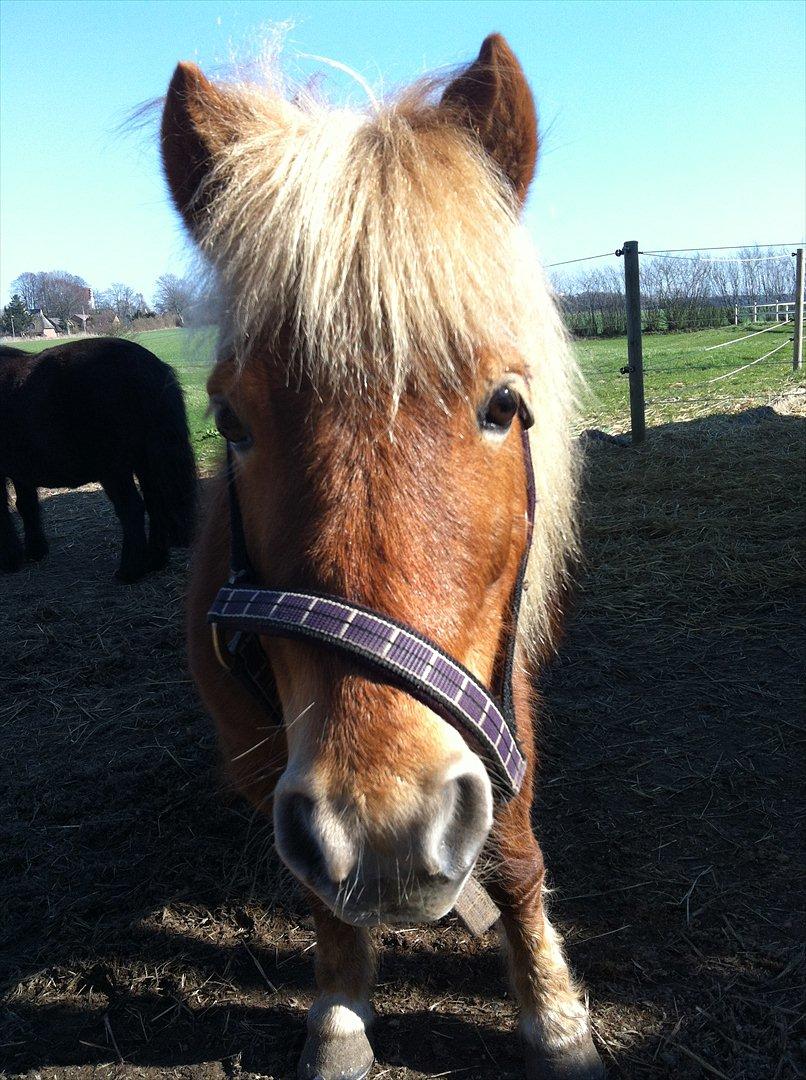 Shetlænder Nanja af rolighed billede 13