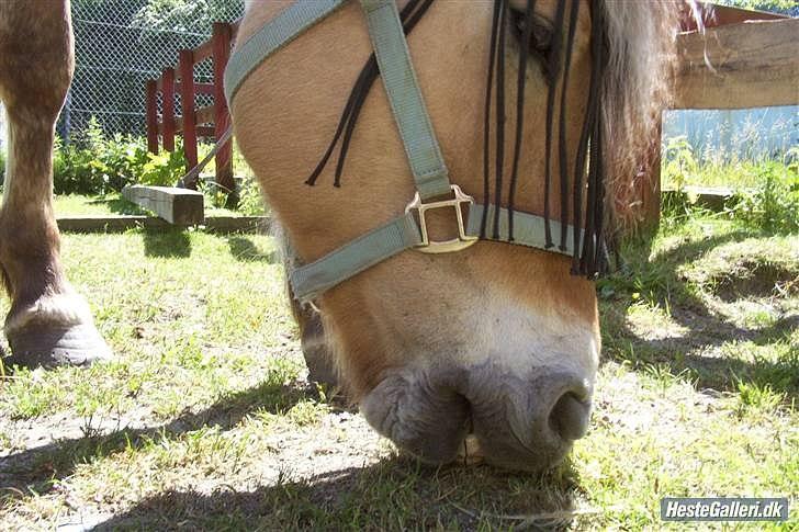 Fjordhest Samson *den nye stjerne* [Miin] - Han spiser græs på folden :)

Foto taget af Mig billede 1