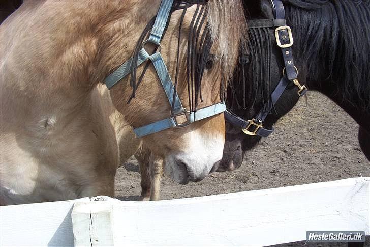 Fjordhest Samson *den nye stjerne* [Miin] - Sammen med hans bedsteven Jackson :)

Foto taget af Marie billede 2