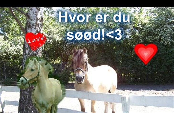 Fjordhest Samson *den nye stjerne* [Miin] - Hvor er du søød!<3

Redgeret af mig billede 3