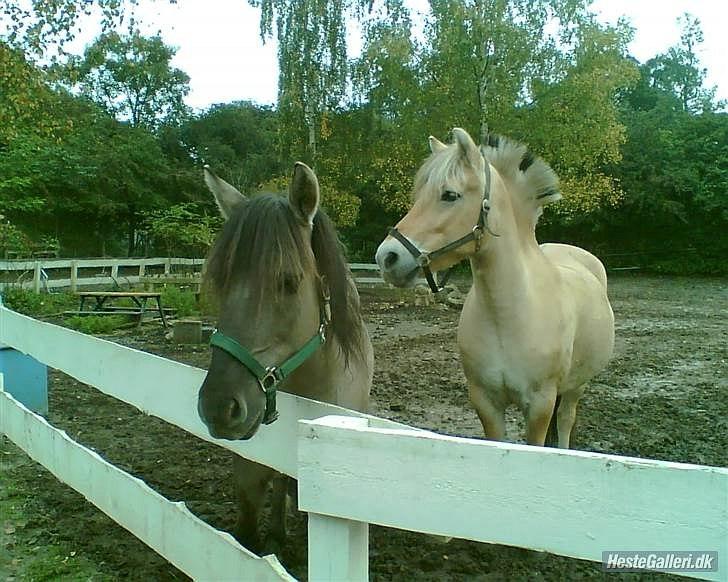 Fjordhest Samson *den nye stjerne* [Miin] - På folden :D

Foto taget af tidligere ejer :) (låne billede, har fået lov at låne det!) billede 4