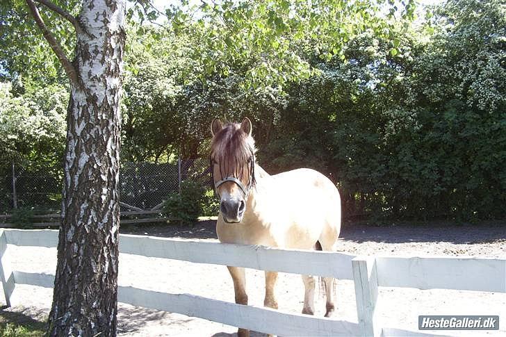 Fjordhest Samson *den nye stjerne* [Miin] - Den smukke pony.. ( og MEGET elegante! :D )

Foto taget af Marie billede 5