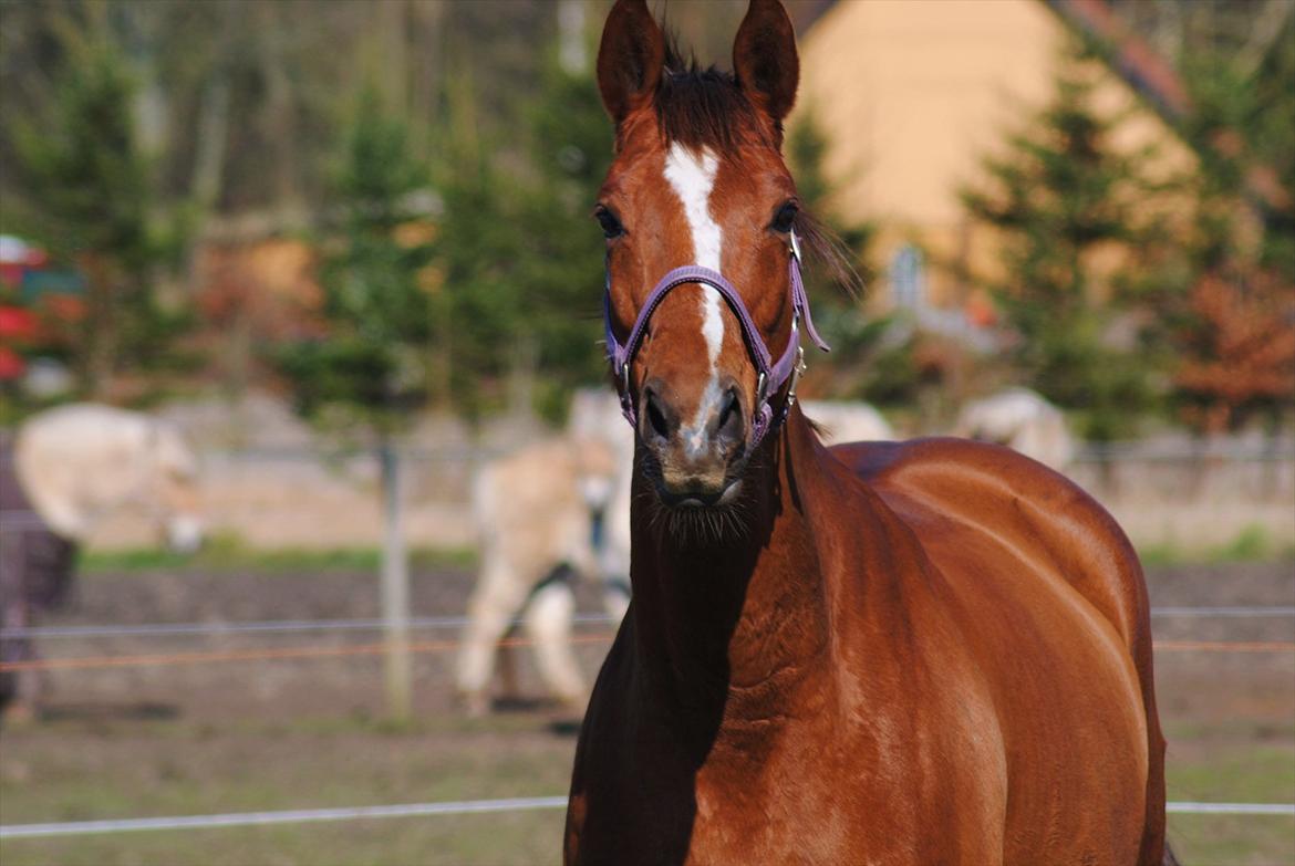 Trakehner Catwalk billede 12