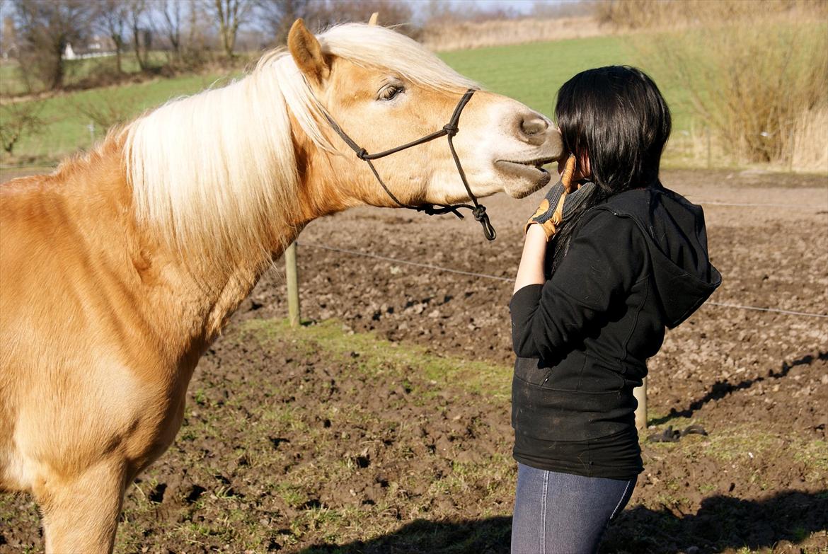 Tyroler Haflinger Walando billede 19