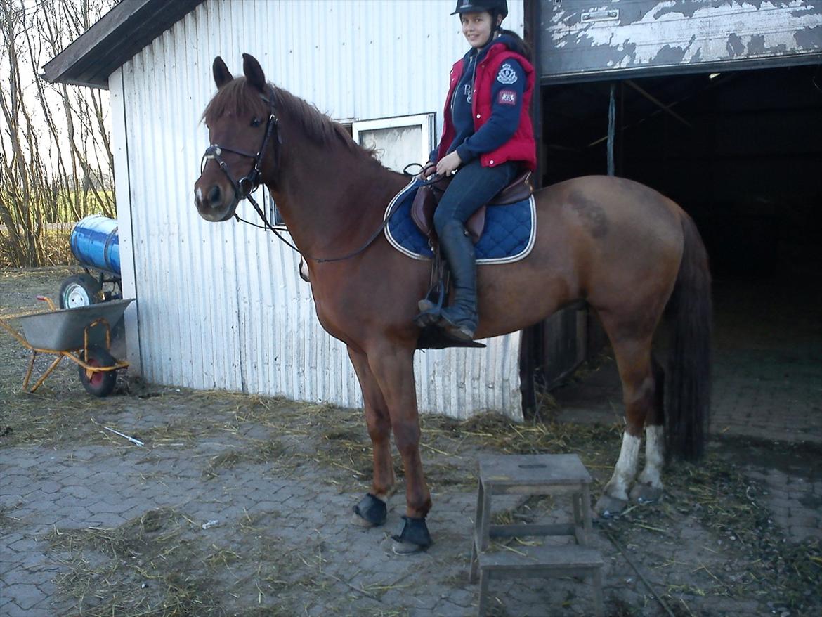 Irsk Sportspony Fairytale <3 billede 6