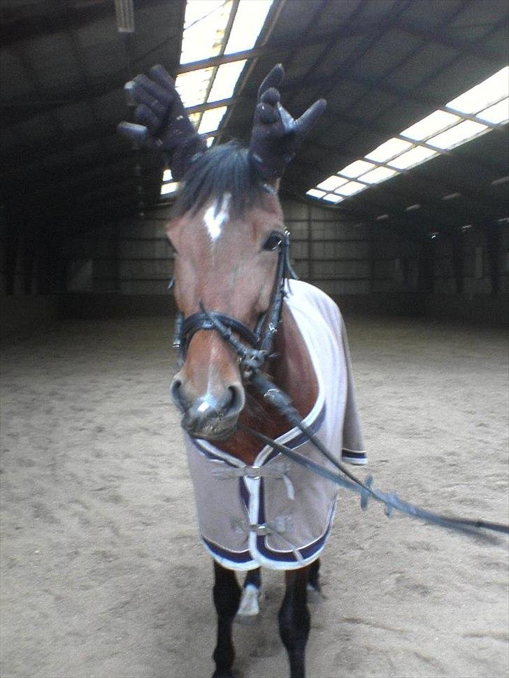 Traver - Dandy  Axworthy - billede 20