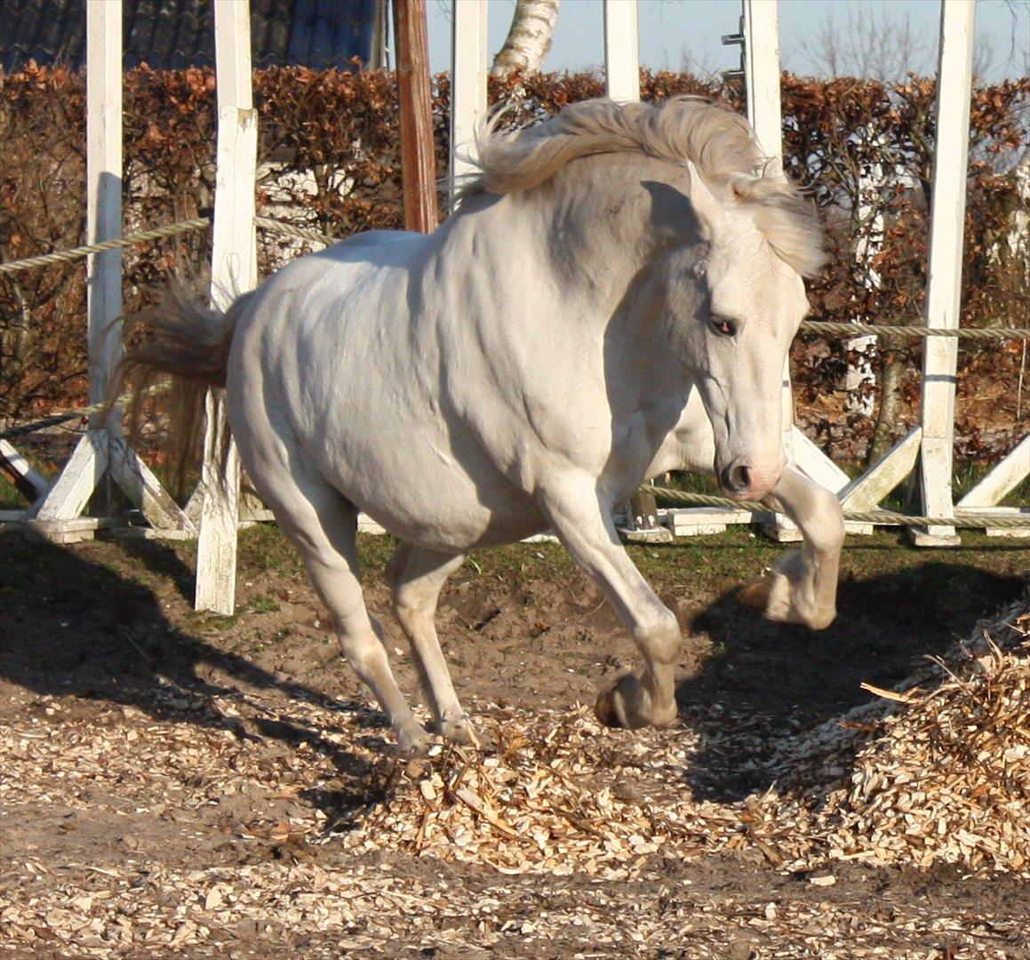 Pinto Marcia (elsket og savnet) - Marcia gone wild! xD
læg en kommentar og bedømmelse, så blir vi glade ;D billede 1