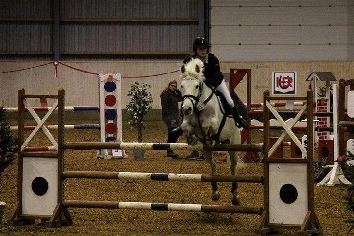 Anden særlig race Volly - Volle i MA'en i Herning !! HAN VAR SÅÅÅ SØØØD <3  billede 8