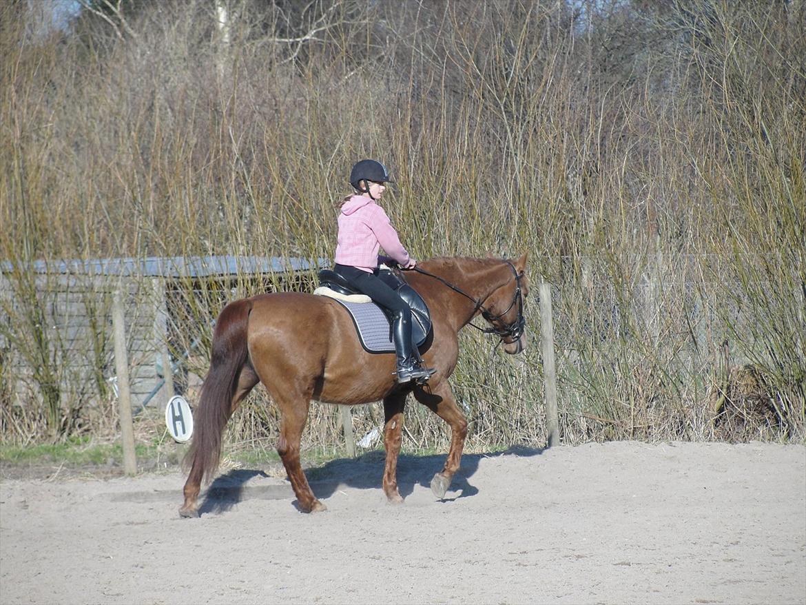 Dansk Varmblod Miss Maccoy - Skridt.. billede 1