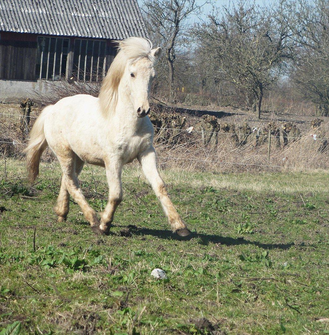 Islænder Ástríkur frá stald Hjarta billede 4