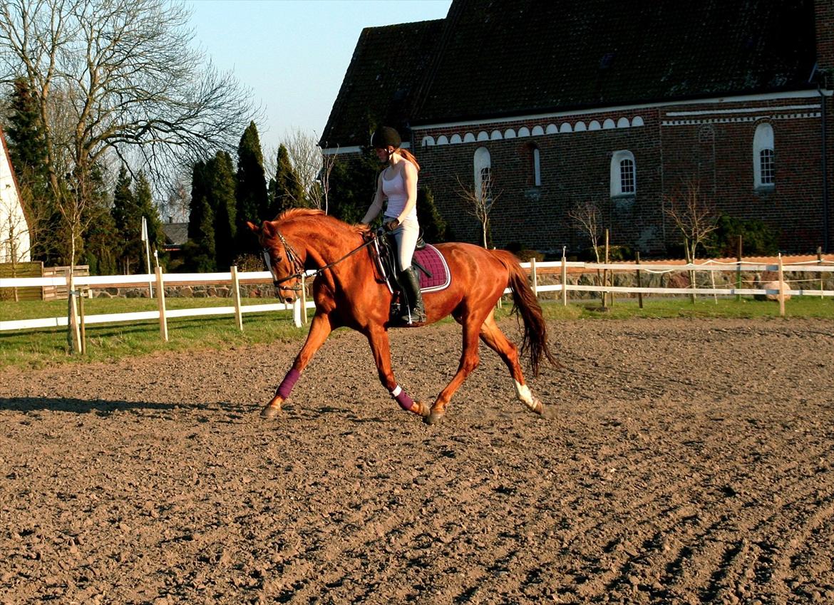 Dansk Varmblod amika - træning D 22 marts. ;) !  billede 15