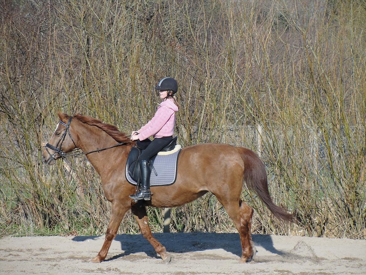 Dansk Varmblod Miss Maccoy - Galop.<3 billede 14