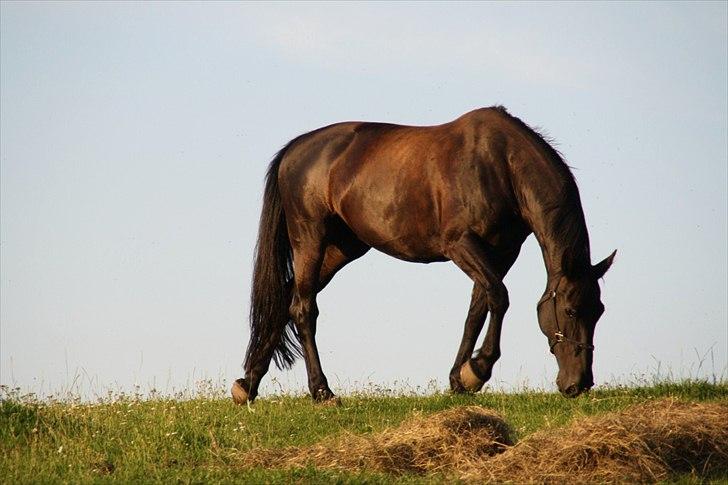 Oldenborg Mayeni Bakkegaard billede 17