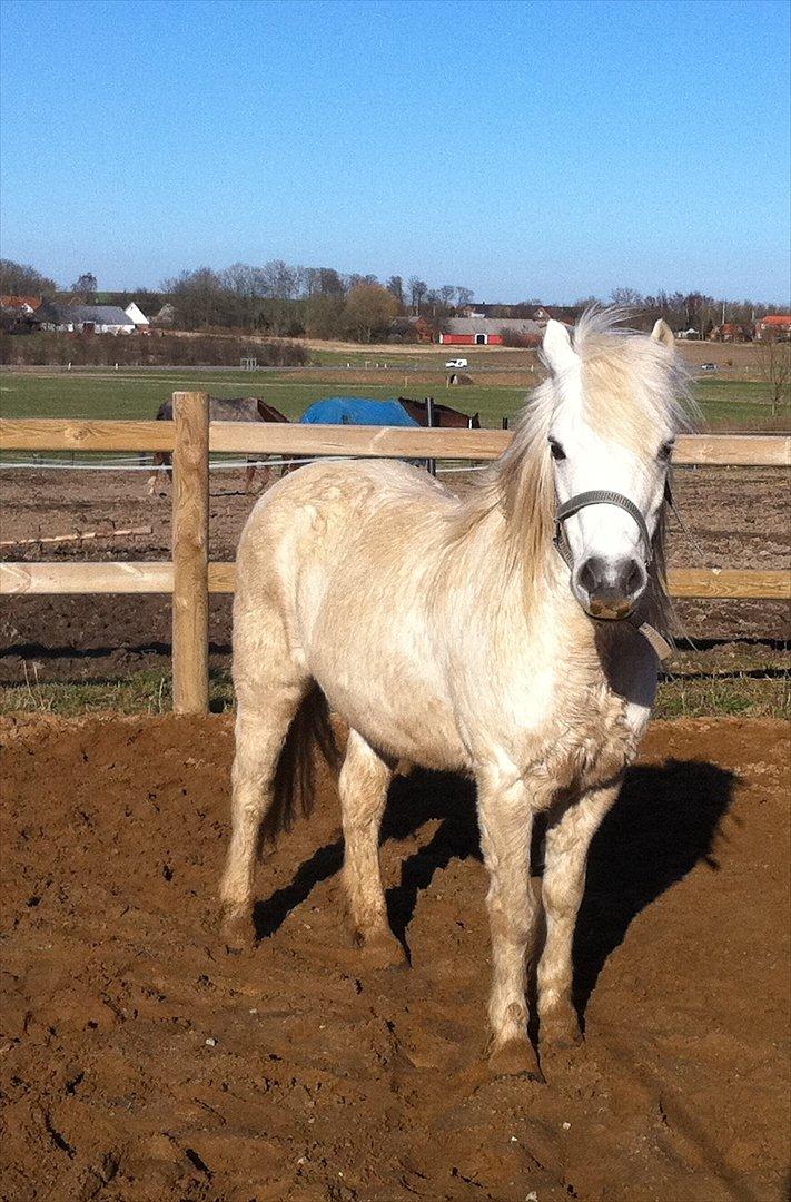 Anden særlig race Prins :* - 22/03 På banen ;-)
Du smuk Min'prins! *-: billede 7
