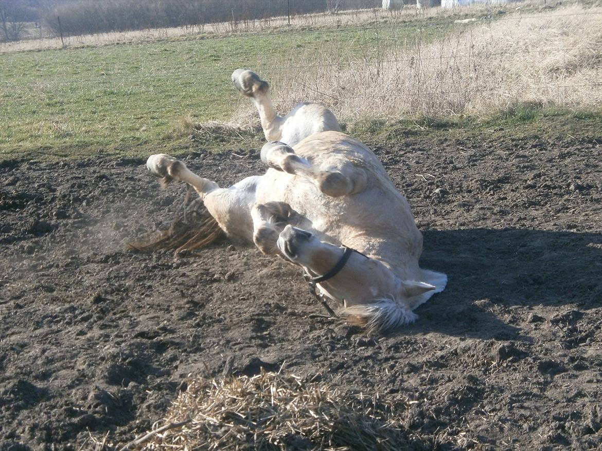 Fjordhest Hirse Stanstorp (tidl. passer) billede 8