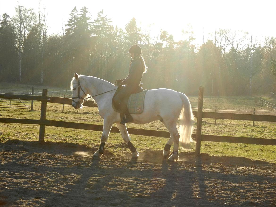 Connemara Flash Point Hedelund ~Polle~ RIP - nr 7<3
lidt dressur!<3 billede 7