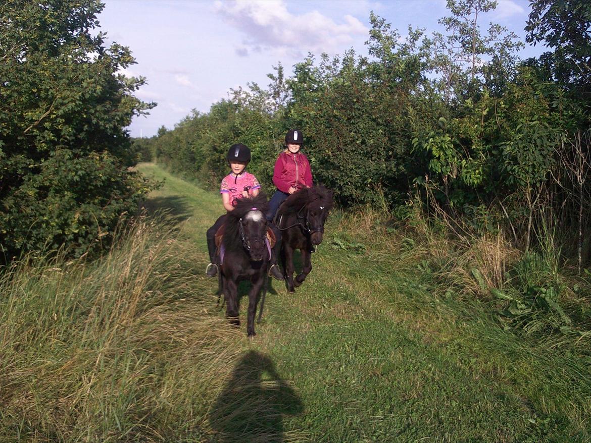 Shetlænder Trine (min første pony) - på tur med Trine sammen med Julie nog Quid billede 11