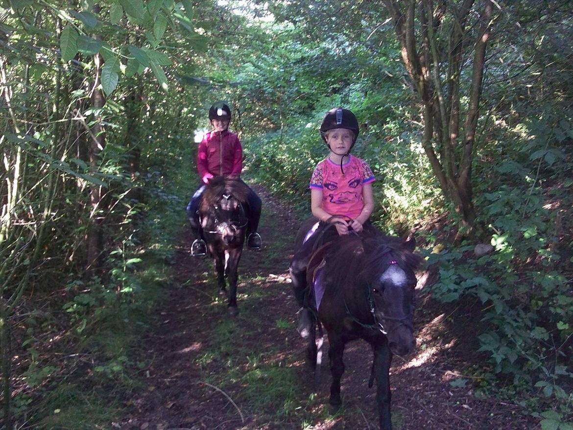 Shetlænder Trine (min første pony) billede 12