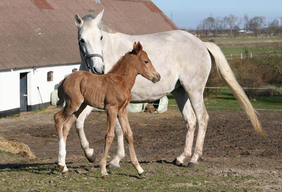 DSP Lykkebo Akita billede 1