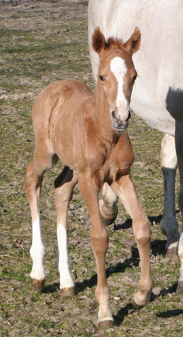 DSP Lykkebo Akita billede 2