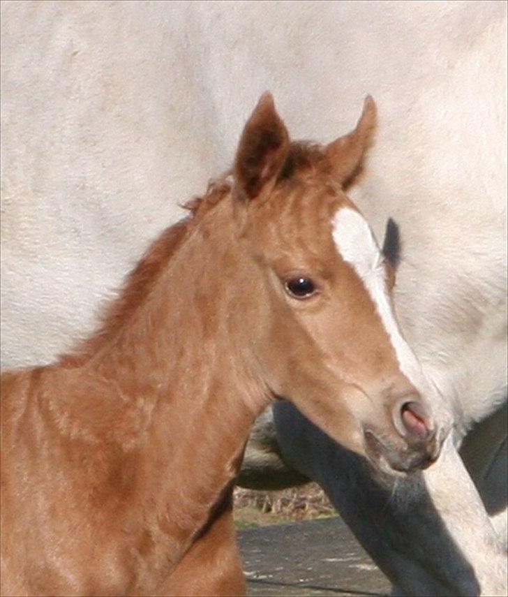 DSP Lykkebo Akita billede 3